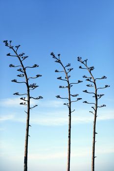 Tops of plants on a background of the blue sky