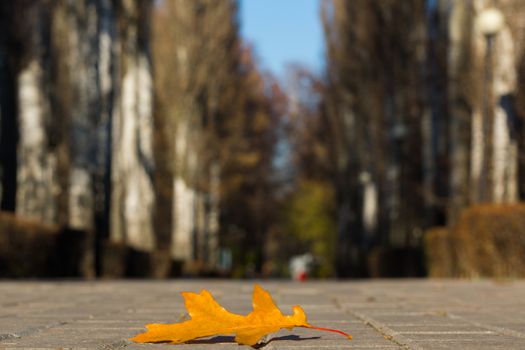 The photo shows an oak tree leaf lying on the pavement.