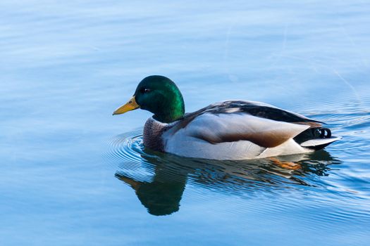 The photo shows a duck floating on the water.