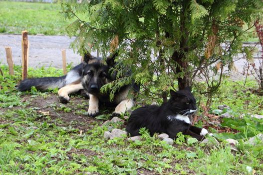 German Shepherd dog with a cat lying rest