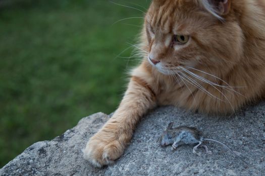 cat and dead mouse on wall in garden