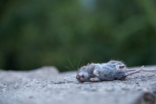 dead mouse on wall in garden