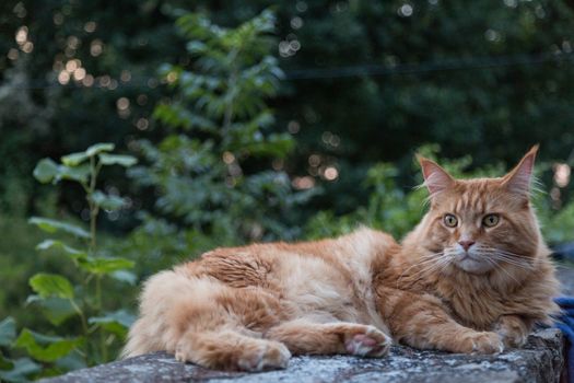 ginger cat relaxing on wall in garden
