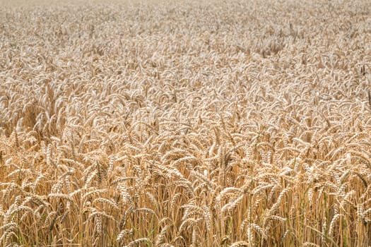 Wheat field crops in Germany