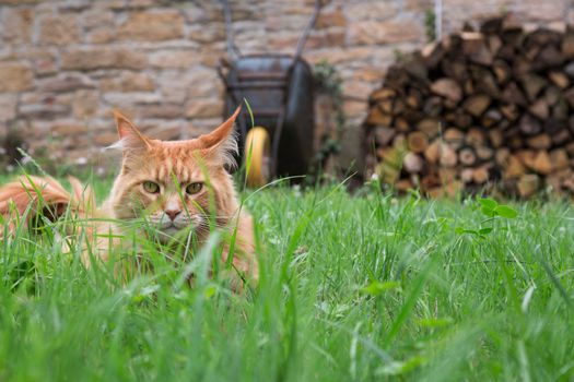 ginger cat playing in garden