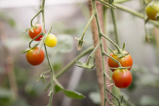 self made greenhouse with fresh tomatoes