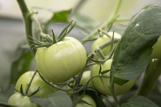 self made greenhouse with fresh tomatoes