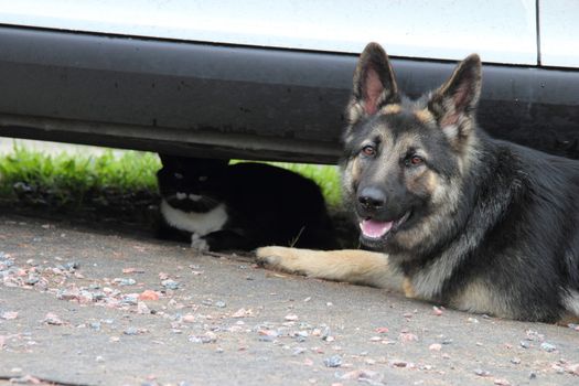 German Shepherd dog with a cat lying rest