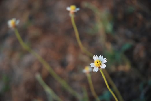 the three little flower in morning