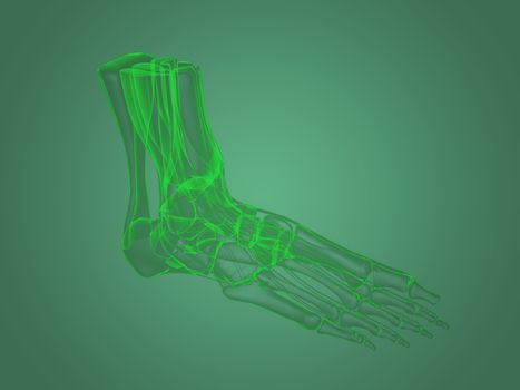 X-ray foot anatomy