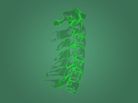 X-ray spine anatomy