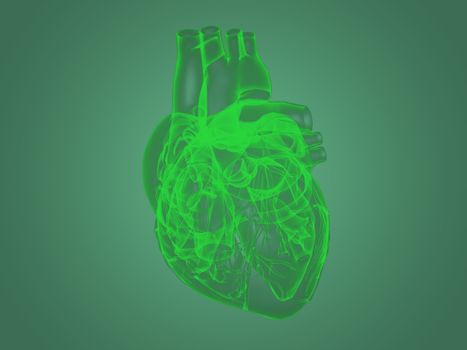 X-ray heart anatomy