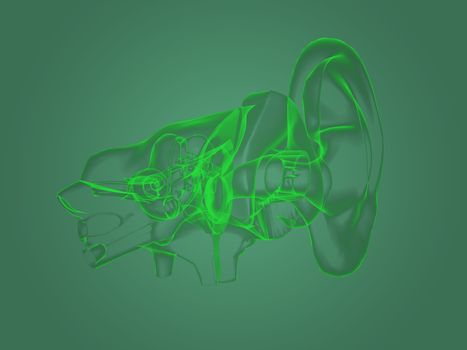 X-ray ear anatomy