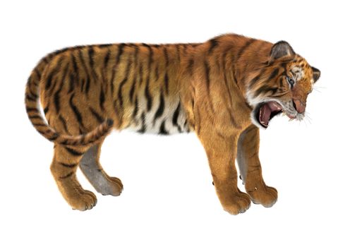 3D digital render of a tiger isolated on white background