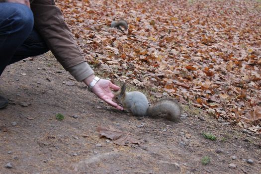 a man feeding a squirrel in the Gatchina park.