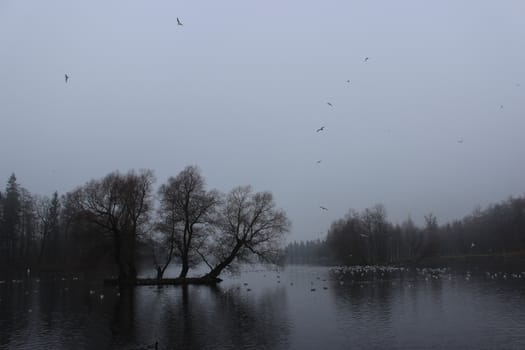 White Lake and rookery in Gatchina park. Duck (Anas platyrhynchos), Gulls (Larus michahellis, Larus argentatus), Coot (Fulica atra).