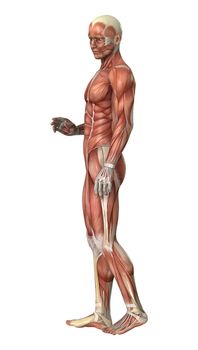 3D digital render of a male figure with muscle maps isolated on white background