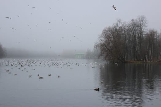 White Lake, Venus pavilion and rookery in Gatchina park. Duck (Anas platyrhynchos), Gulls (Larus michahellis, Larus argentatus), Coot (Fulica atra).