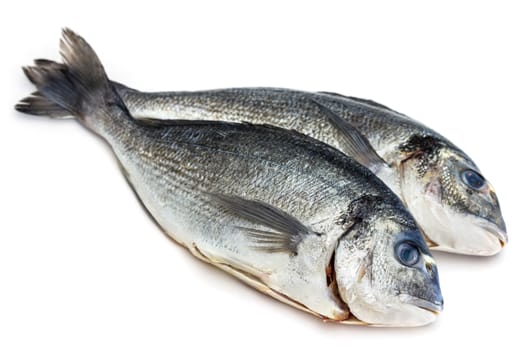 Bream fish isolated on white background