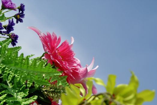 Pink artificia flower with green leaf on sky background