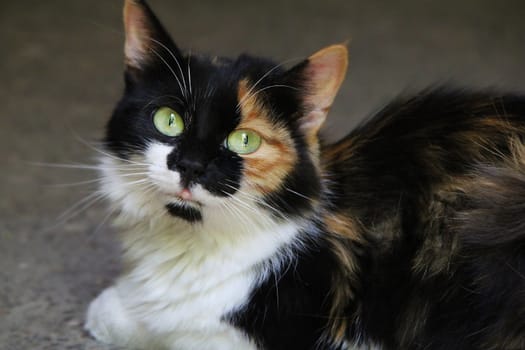 big tricolor lady cat in the street 