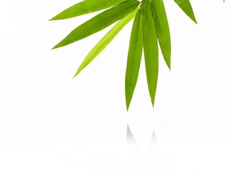 Fresh bamboo leaves border with water drop isolated on white background, botanical zen forest, tropical spa decoration, backdrop with copy space.