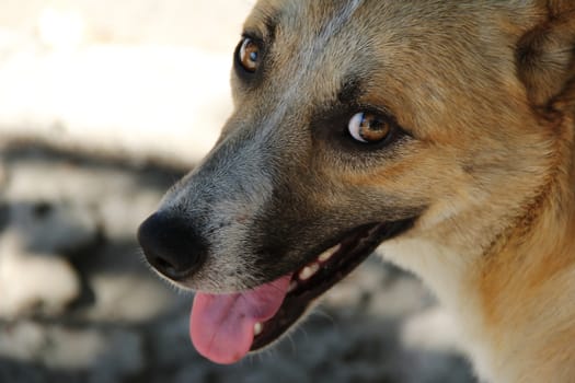 orange dog with big smile in the street