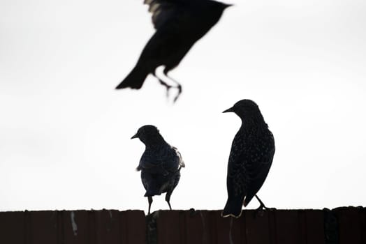 silhouette of starlings on a wall against a white background