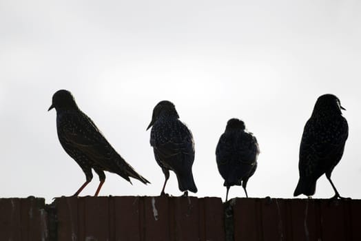 silhouette of starlings on a wall against a white background