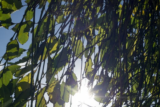 sunlight through the branches and leaves of a green tree