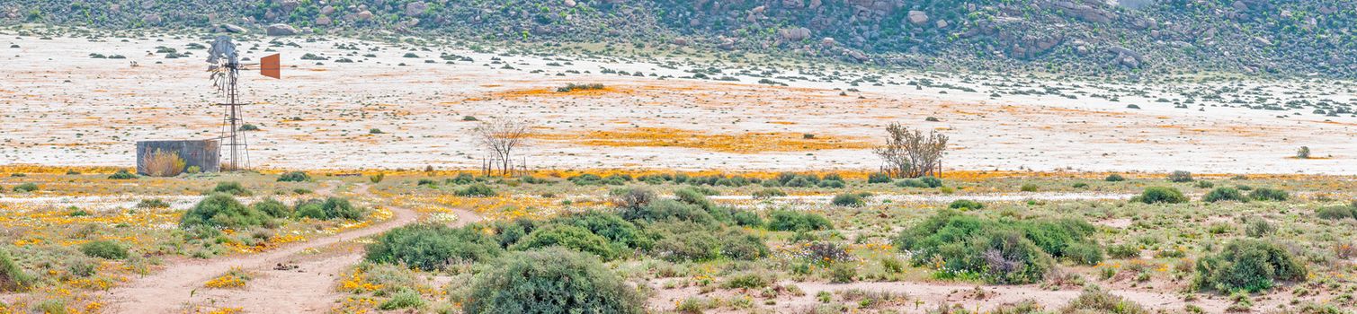 A windmill and dam in a large field of orange and white wild flowers between Okiep and Concordia in the Northern Cape Namaqualand region