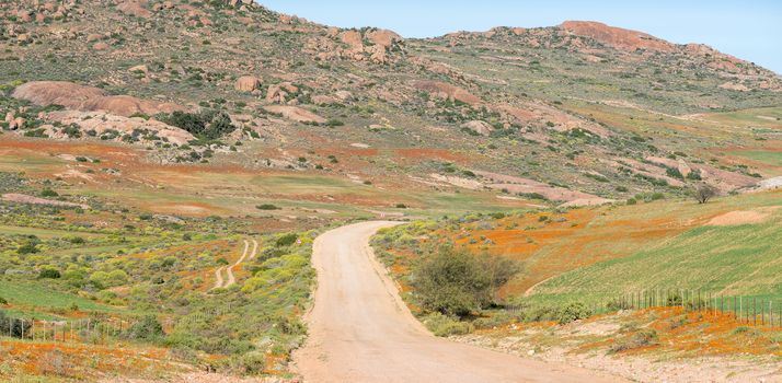 Orange wild flowers next to the road to Hondeklipbaai near Garies in the Namaqualand region of South Africa