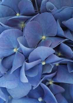 Hydrangea