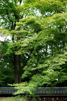 Tree over the japanese roof tile