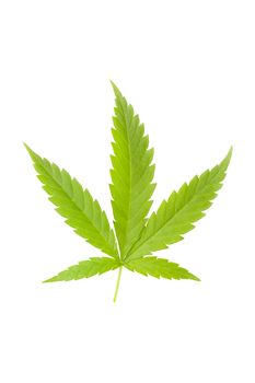 Cannabis leaf isolated on white background. Medical marijuana background.