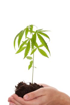 Caucasian handsome man holding young cannabis plant with soil in his hand isolated on white background. Drug business.