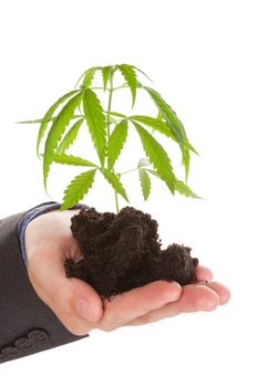 Caucasian handsome man in suit holding young cannabis plant with soil in his hand isolated on white background. Drug dealer.