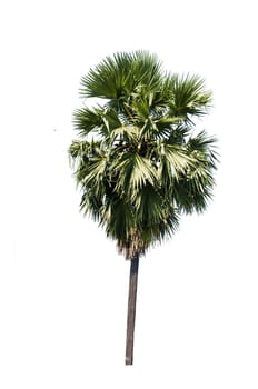 sugar palm isolated on the white