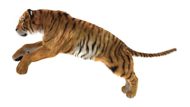 3D digital render of a tiger jumping isolated on white background