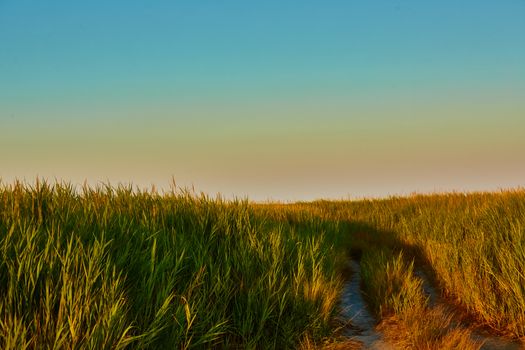 The Road-fork before rain in the prairie