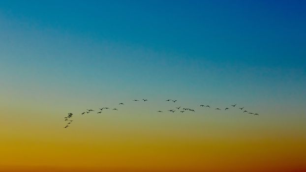 the silhouettes flying birds on sunset background 