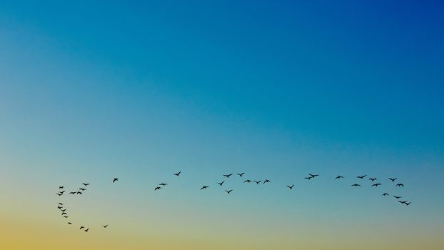 the silhouettes flying birds on sunset background 