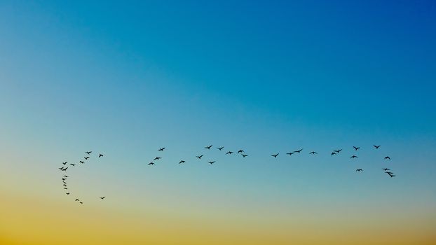 the silhouettes flying birds on sunset background 