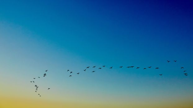 the silhouettes flying birds on sunset background 