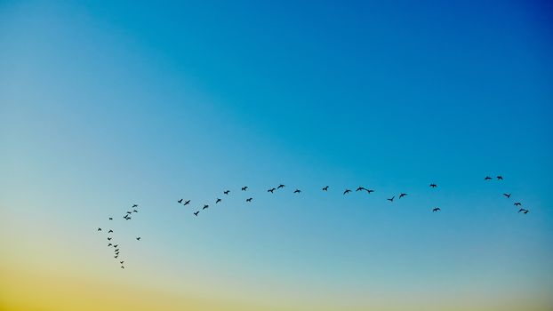 the silhouettes flying birds on sunset background 