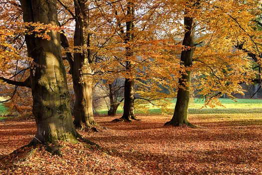 The leafy forest in the morning sunshine