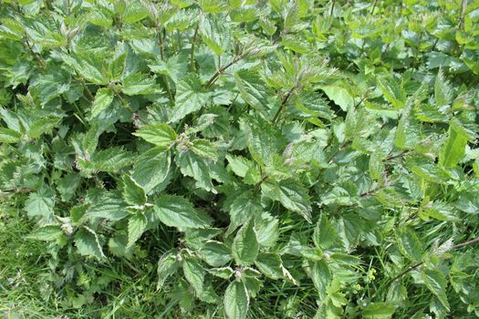 Stinging Nettle Plants in Nature. Autrans, France