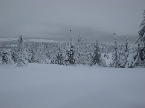 Grouse in Winter landscape
