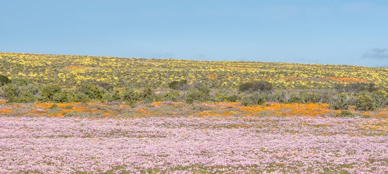 Colourful indigenous flowers near Groenrivier (Green River), in the Namaqualand Region of the Northern Cape Provinve of South Africa