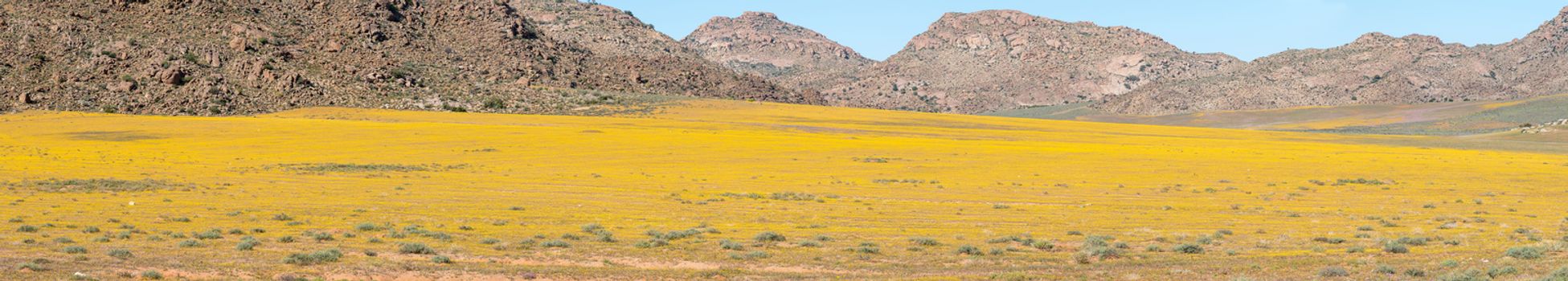 A carpet of indigenous flowers in the Goegap Nature Reserve at Springbok, in the Namaqualand region of the Northern Cape Province of South Africa